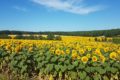 Paysages Cœur de Charente