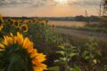 Paysages Cœur de Charente
