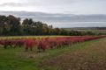 Paysages Cœur de Charente